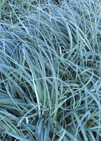 Carex flacca 'Blue Zinger'